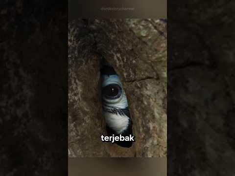 kenapa burung ini terjebak di dalam pohon?