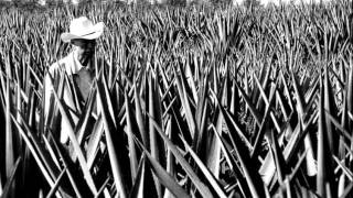 Tequila Don Julio — Celebra