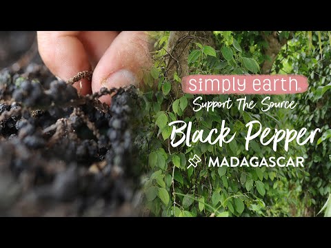 Black Pepper: Straight From Malagassi Farm, Madagascar