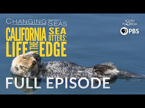 加州海獺：生活在變化的海洋邊緣 (California Sea Otters: Life on the Edge | Changing Seas)