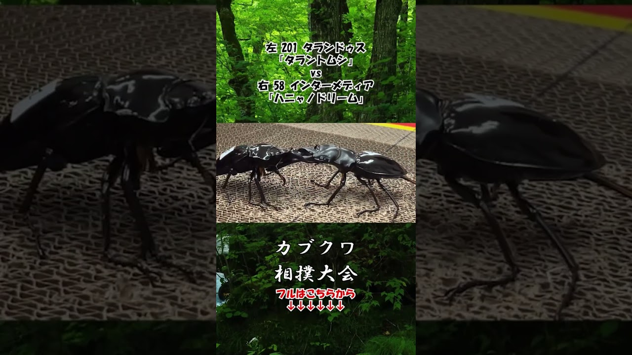 タランドゥスオオツヤクワガタ タラントムシ vs インターメディアツヤクワガタ ハニャノドリーム #クワガタ #昆虫バトル #昆虫