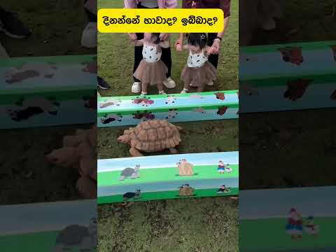 බලන්න එදා වගේමද අදත්...............#pets #srilanka #youtubeshorts