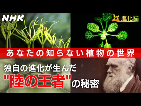 植物意思