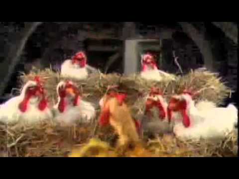 My Muppet Favourites - Bok Bok