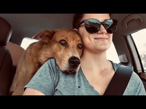 Des vidéos drôles de chiens et d'humains qui vous aideront à oublier vos problèmes