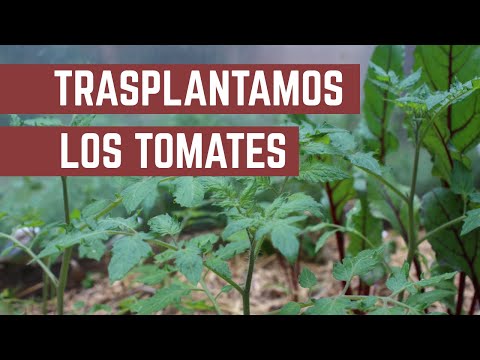 , title : 'Como y Cuando Trasplantar Plantines de Tomates - Cultivo En Macetas o en la Tierra'