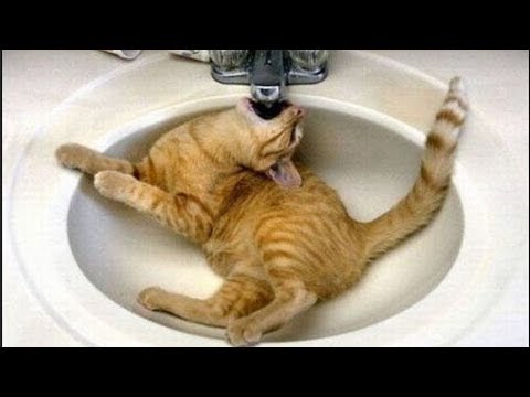 Hilarious Cat Fails