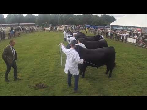 Aberdeen Angus National Summer Show at Turriff Monday 31st July 2023