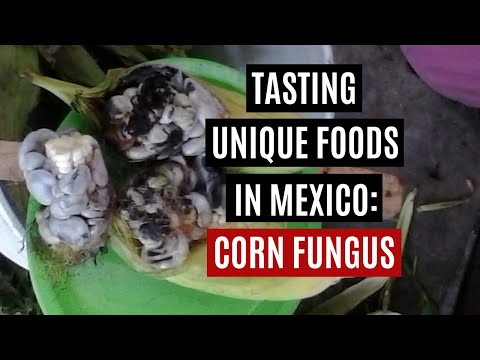 Tasting Strange Food in Mexico: Corn Fungus and Delaware Punch