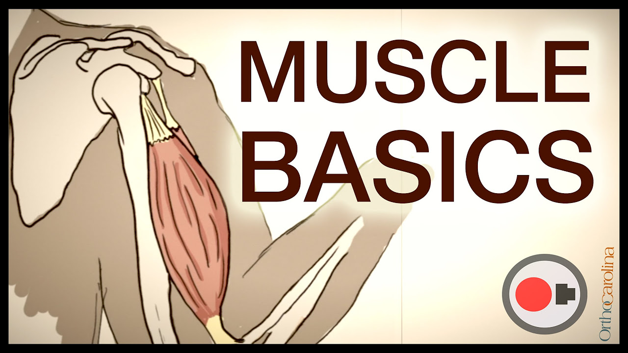 Muscular System: Muscle Basics via Sportology