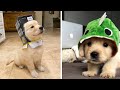 Funny And Cute Golden Retriever Puppies Compilation 2 Cutest Golden Puppy 2020
