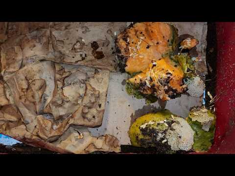 Mixed Worm Bin 3 Quick Check-In & Feeding After 24 Days 25 May 2025 #vermicompost #compostingworms
