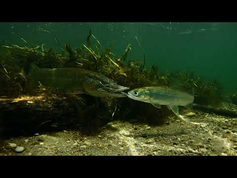 Pike Eats Live Bait – Savage Predator Strike Caught Underwater! 🐟🎣⚡