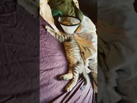 Is it normal for a kitten to breathe this fast?