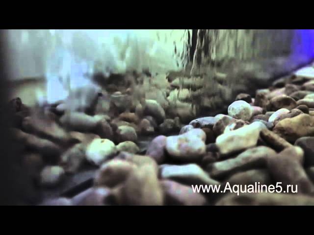 Компания «Zelenmoss»