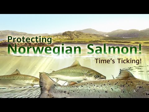 Saving Norway’s Native Salmon with AI