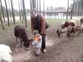 Kiss For Donkey At Bremene Safari Park