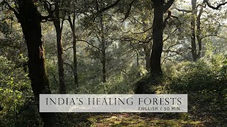 Nature Documentary - Healing Forests of India | English, HD