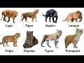 Every Weird Big Cat Hybrid Explained