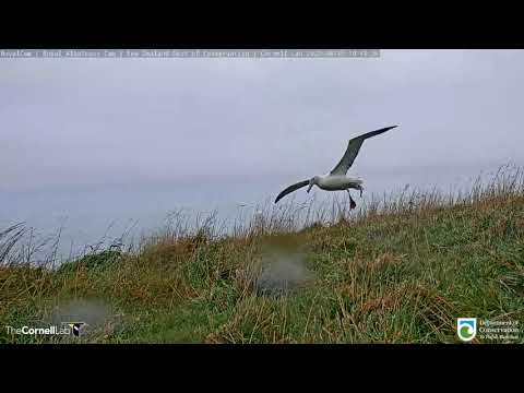 Soaring Albatross Touches Down To Feed Her Chick | DOC | Cornell Lab – August 25, 2020