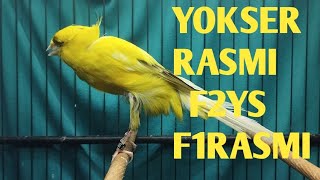 Download lagu MATERI YOKSER, RASMI IRAN, F2YS, F1HIBRRID, F1RASMI   !!!     MONGGO DI GAS BOS Q mp3