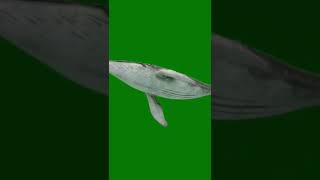 Download lagu Humpback whale green screen mp3 Download lagu Humpback whale green screen mp3