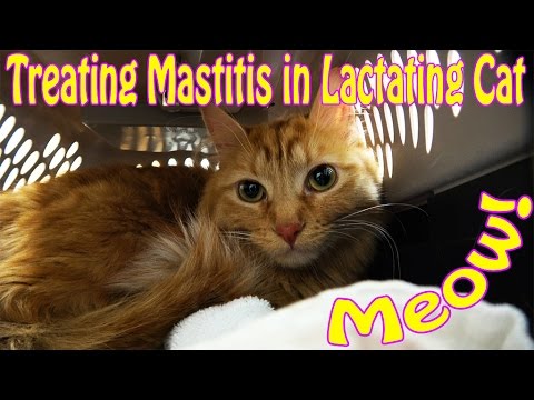 Mastitis Infection Of Teats In Nursing Cat
