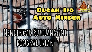 Download lagu Kutilang Isian Melimpah Cocok Untuk Masteran mp3