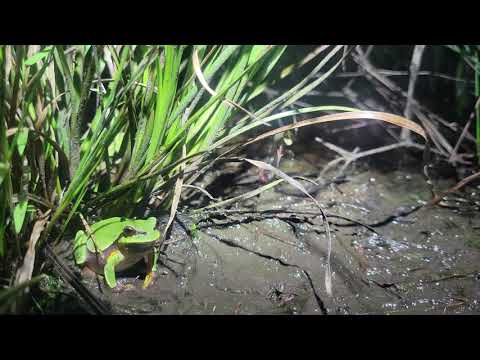 A frog calls. The human must boop.