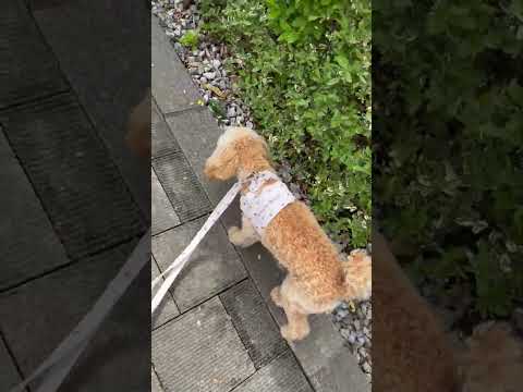経営学科 黄色い花が綺麗トイプードル9ヶ月 #toypoodle #トイプードル