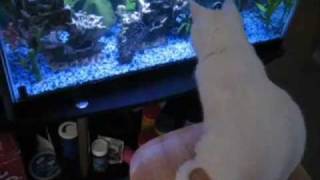 Talking Cat - The New Fish