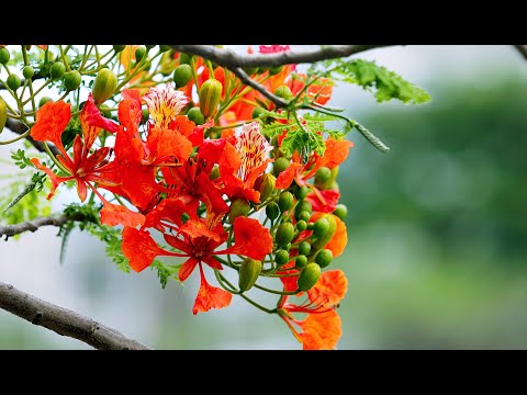 Tumi Amar Hriday Majhe - Prabhat Sangeet song #747