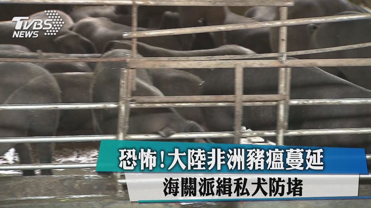 恐怖!大陸非洲豬瘟蔓延 海關派緝私犬防堵