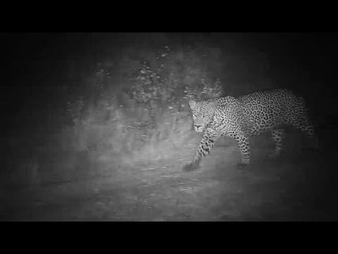 Djuma: Leopard-Molwati Male soon after Xidulu Female was on other side of dam - 03:44 - 06/03/20