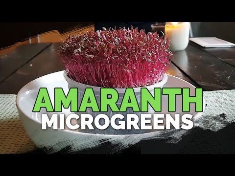 How to Grow Microgreens from Start to Finish COMPLETE GUIDE