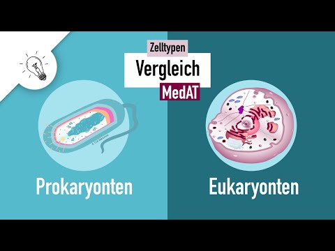 Cell Types I - Prokaryotes vs. Eukaryotes | MedAT | Biology