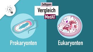 Zelltypen I - Prokaryonten vs. Eukaryonten | MedAT | Biologie