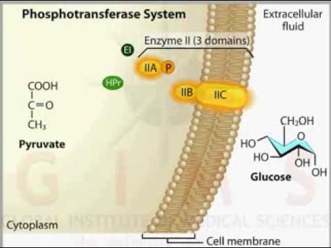Phosphotransferase System PTS Transport   YouTube