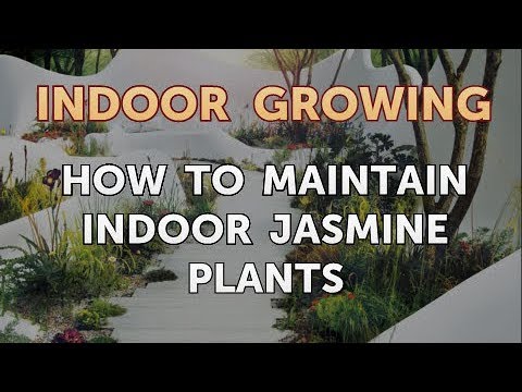 How to Regrow a Broken Aloe Leaf