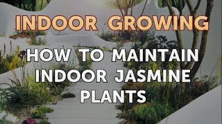 How to Maintain Indoor Jasmine Plants