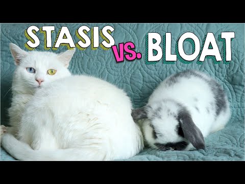, title : 'GI Stasis vs. Bloat in Rabbits | Save Your Bunny's Life!'