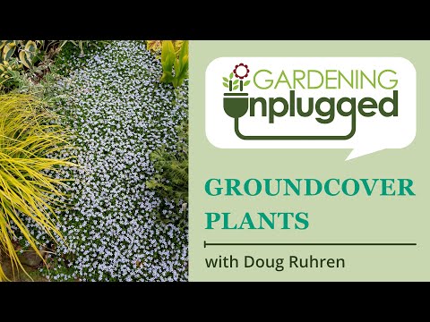 Gardening Unplugged - Best groundcover plants (living mulch) for Zone 7 garden with Doug Ruhren