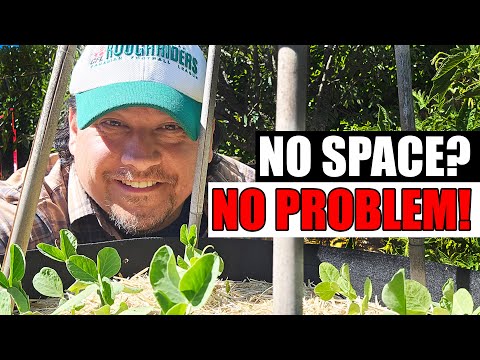How To Grow Strawberries From Runners Tips and Tricks 2019
