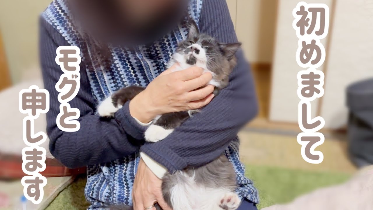 母が泊まりに来ました＊初めて会った母に圧倒される子猫