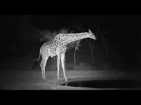 Giraffe at night (zoom)