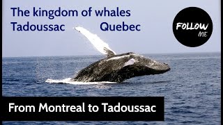 The whales of Tadoussac - Les baleines de Tadoussac - Quebec - Canada #tadoussac #quebec #canada