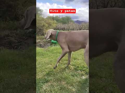 pesca con mosca en#trucha #tranqui #tunuyan #manzano histórico #mendoza