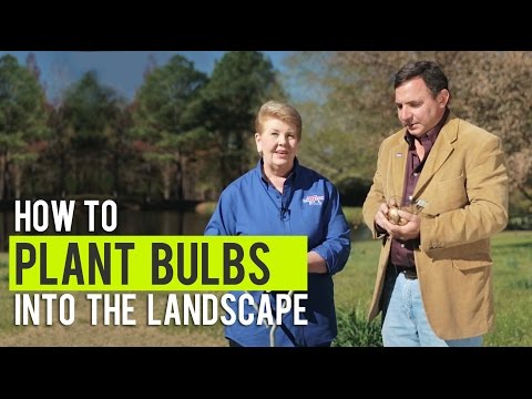 download lagu mp3 mp4 Naturalizing Daffodils In Lawn, download lagu Naturalizing Daffodils In Lawn gratis, unduh video klip Naturalizing Daffodils In Lawn