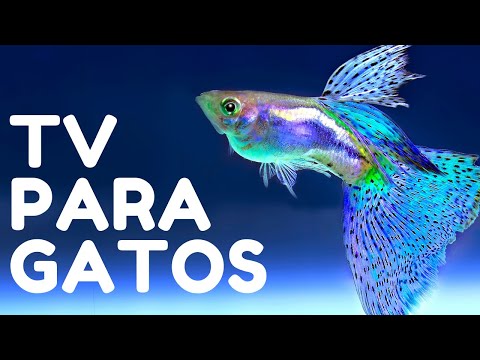 Videos para Gatos de Peces para Jugar - Juego de Pescados Para Gatos y Para Perros