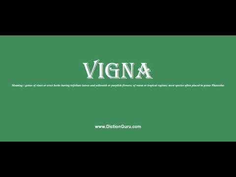 vigna: Pronounce vigna with Meaning, Phonetic, Synonyms and Sentence Examples
